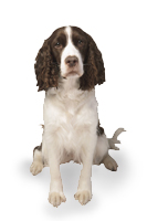 pyegreave farm cottages duffys dog