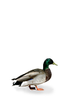 pyegreave farm cottages middle mallard